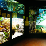 Zoological Museum of Bacioccchi Villa