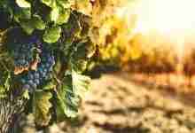 https://www.visitvaldera.eu/cosa-fare/wine-is-always-a-good-idea/